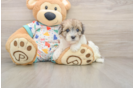 Havapoo Pup Being Cute