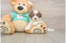Cute Havapoo Baby
