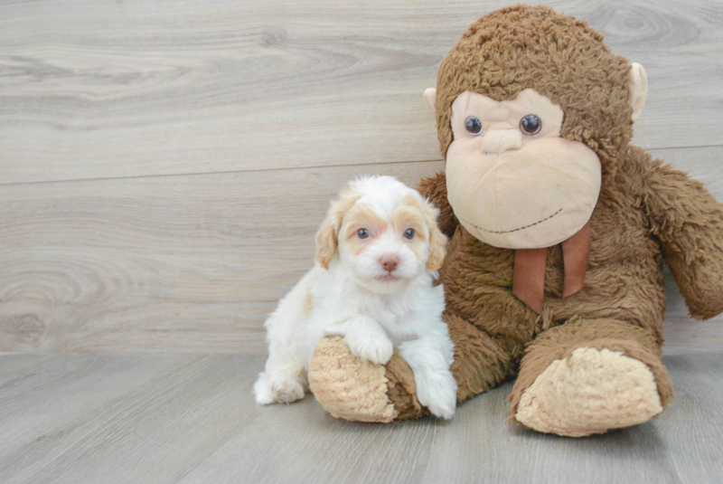 Meet Glenn - our Havapoo Puppy Photo 1/3 - Florida Fur Babies
