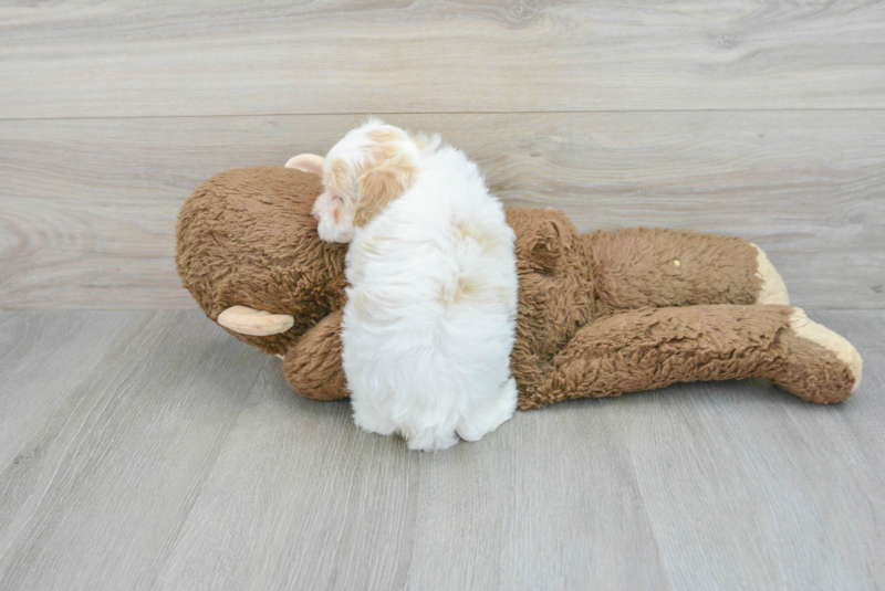 Meet Glenn - our Havapoo Puppy Photo 2/3 - Florida Fur Babies