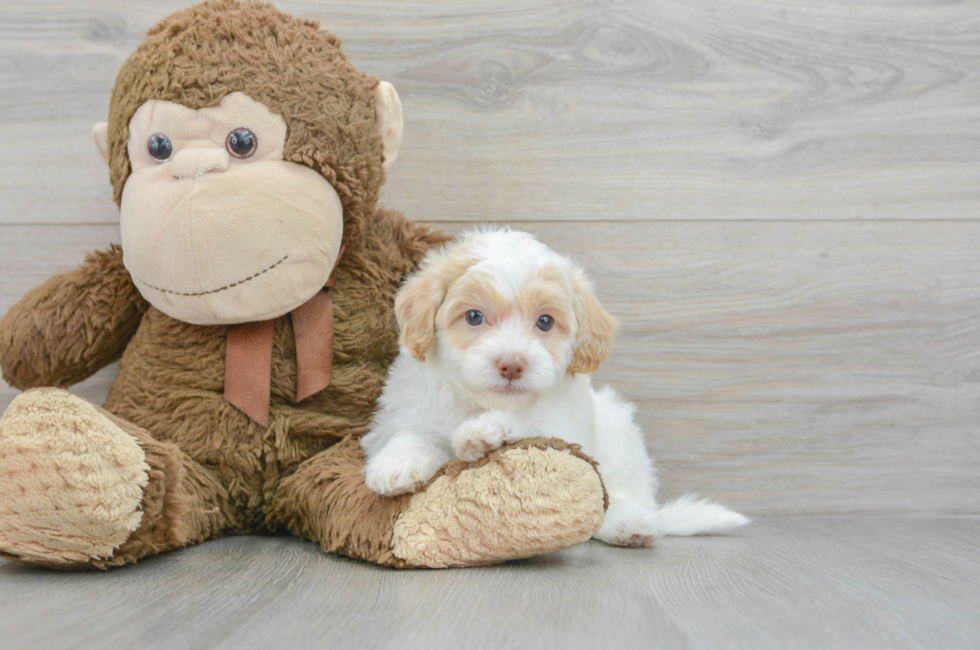 6 week old Havapoo Puppy For Sale - Florida Fur Babies