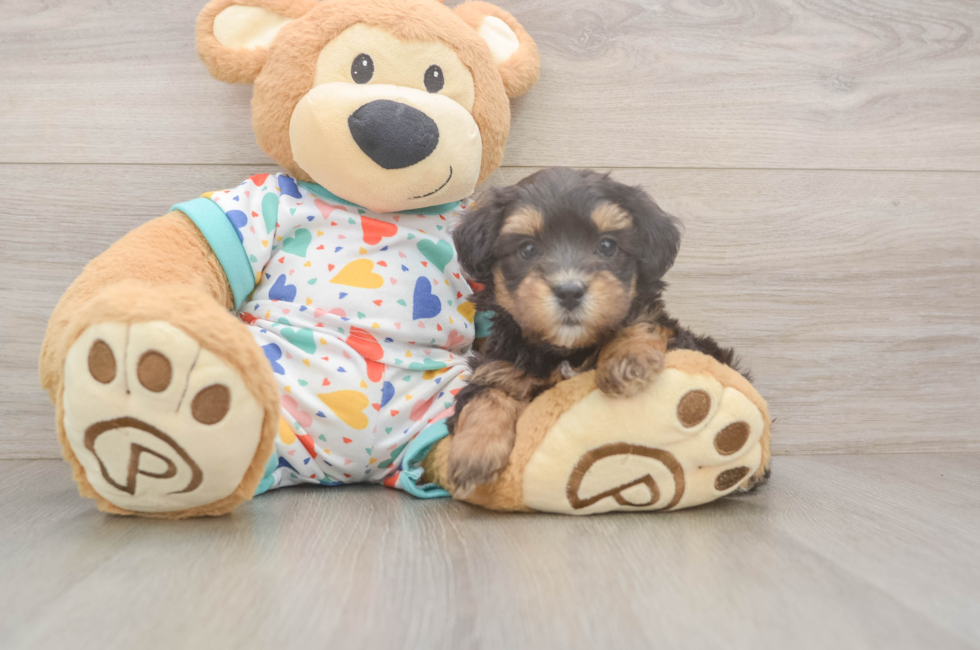 6 week old Havapoo Puppy For Sale - Florida Fur Babies