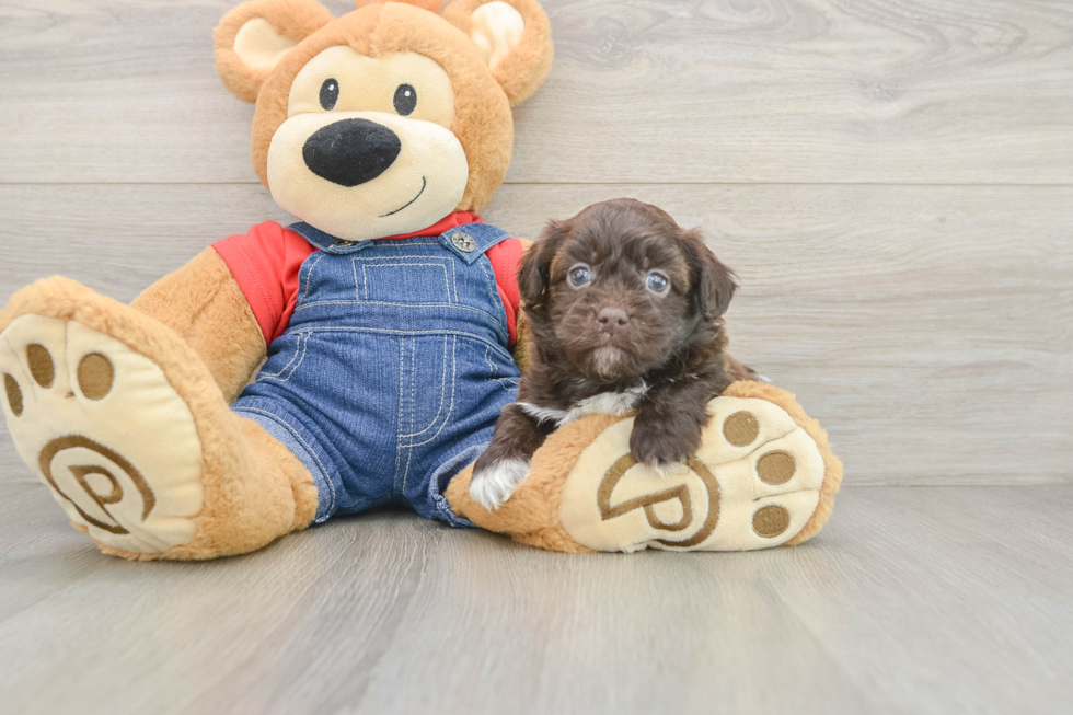 Cute Havapoo Baby