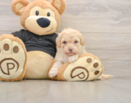 7 week old Havapoo Puppy For Sale - Florida Fur Babies