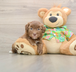 5 week old Havapoo Puppy For Sale - Florida Fur Babies