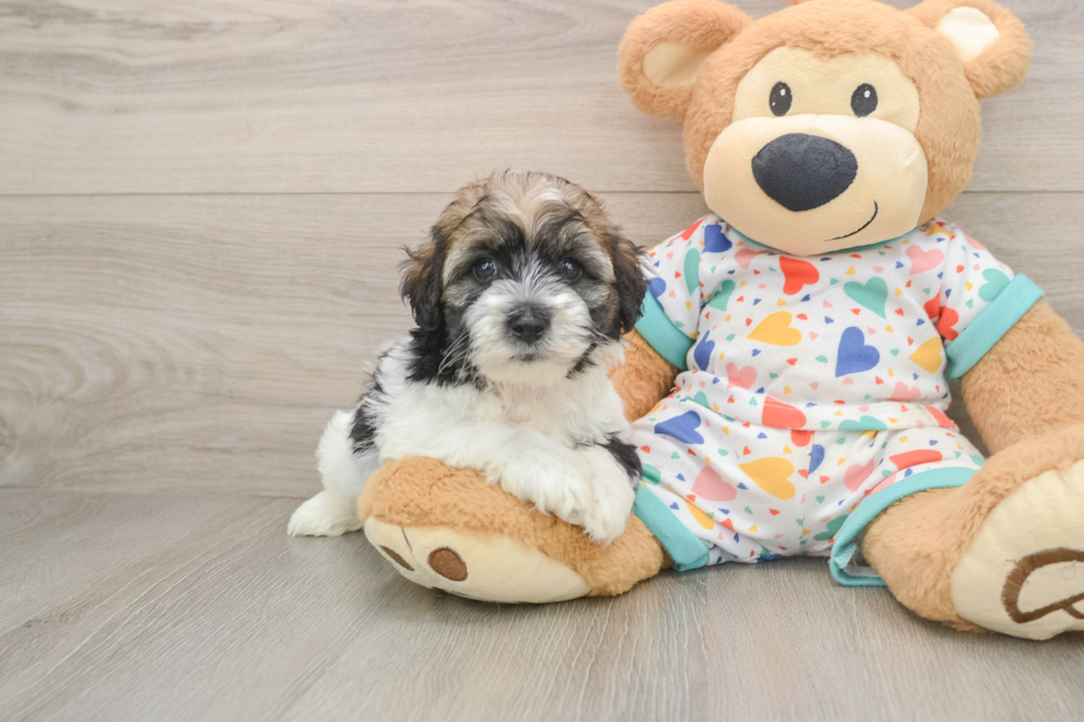 Havapoo Puppy for Adoption