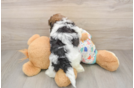 Little Havadoodle Poodle Mix Puppy