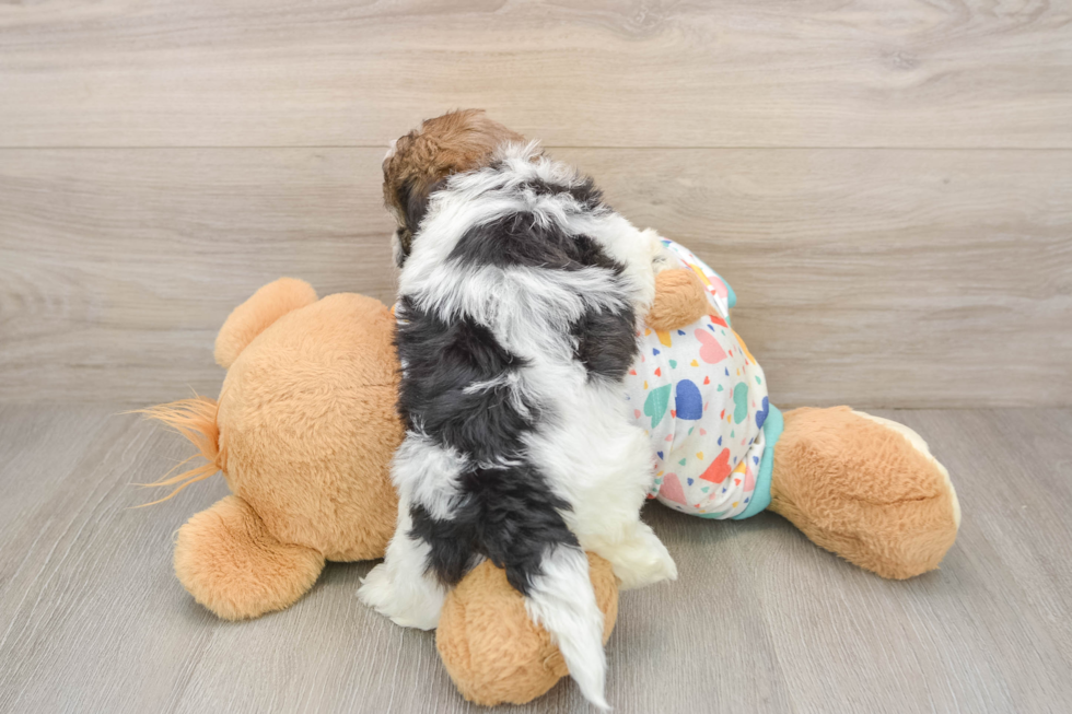 Little Havadoodle Poodle Mix Puppy