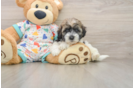 Fluffy Havapoo Poodle Mix Pup