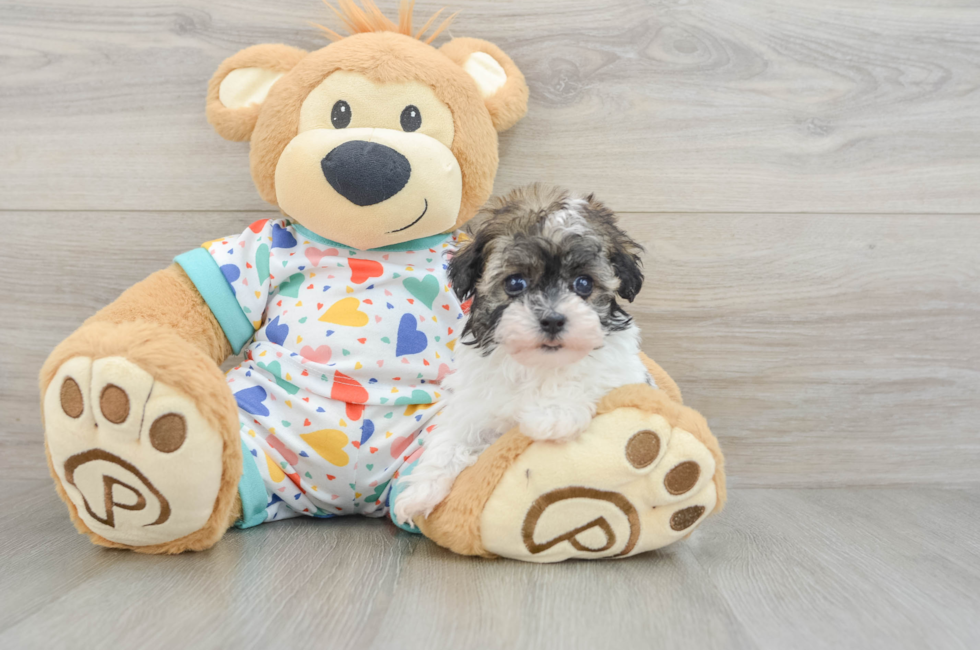 6 week old Havapoo Puppy For Sale - Florida Fur Babies
