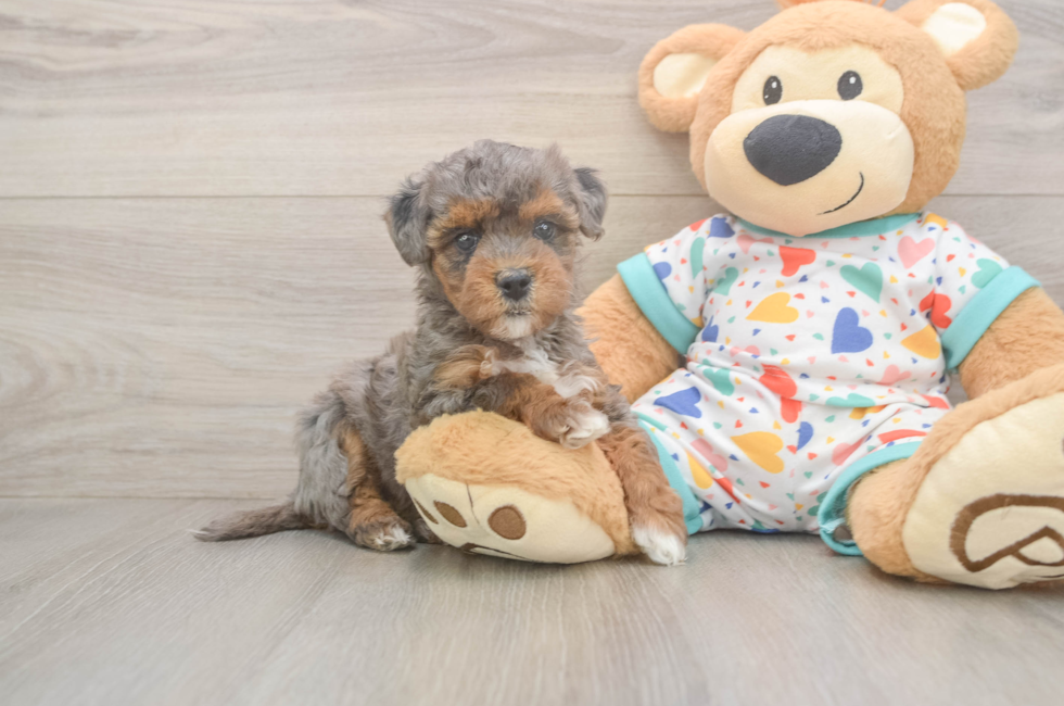 6 week old Havapoo Puppy For Sale - Florida Fur Babies