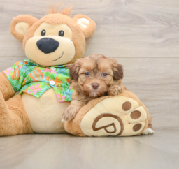 6 week old Havapoo Puppy For Sale - Florida Fur Babies