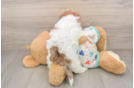 Smart Havapoo Poodle Mix Pup