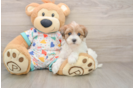 Best Havapoo Baby