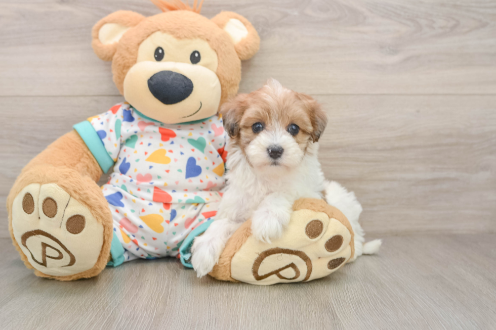 Best Havapoo Baby