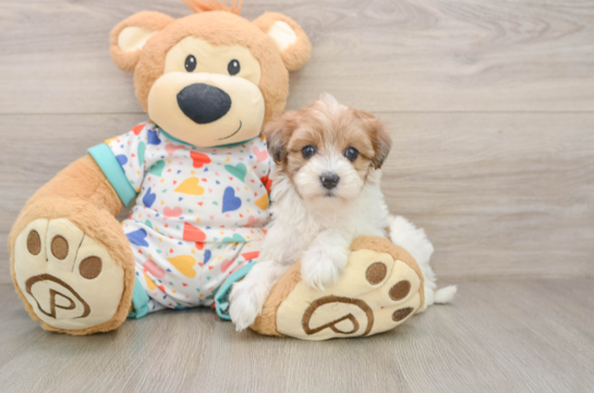 Best Havapoo Baby