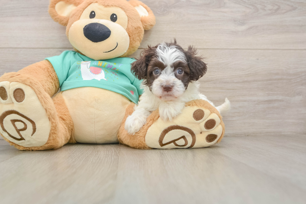 Little Havadoodle Poodle Mix Puppy