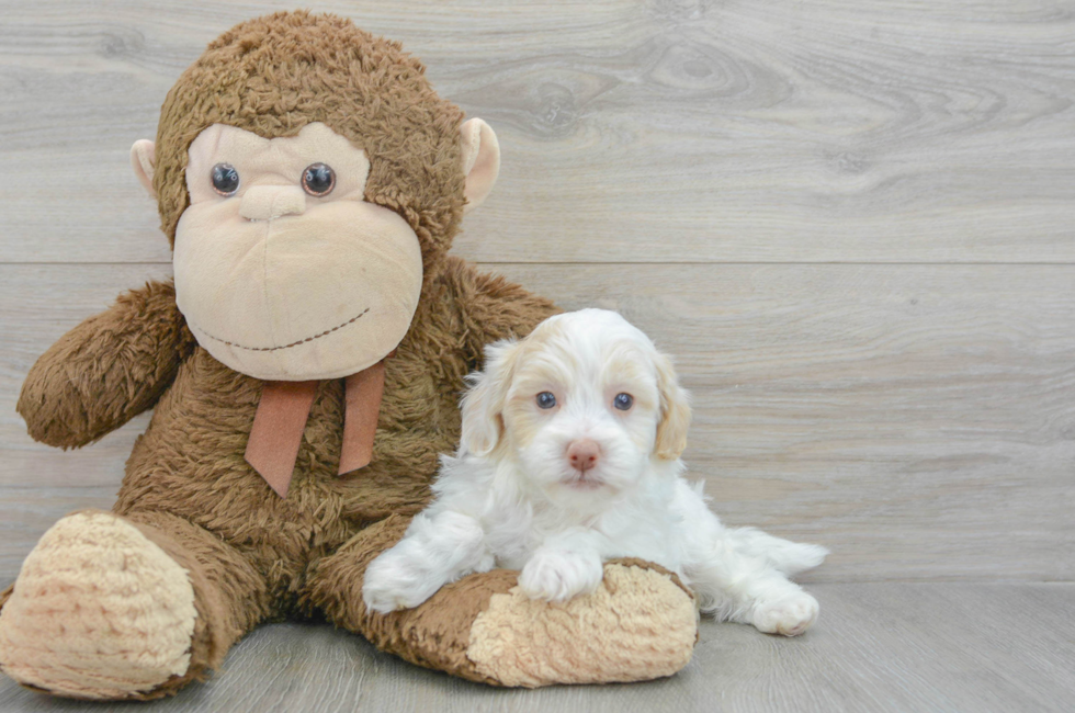 6 week old Havapoo Puppy For Sale - Florida Fur Babies