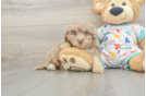 Havapoo Puppy for Adoption