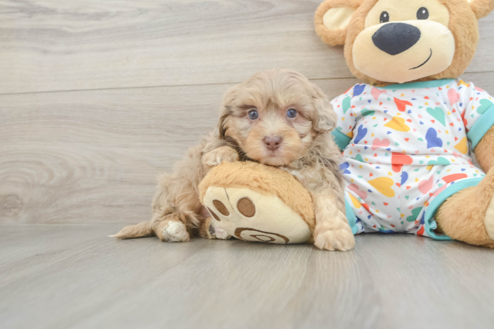 Havapoo Puppy for Adoption