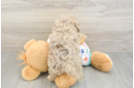 Havapoo Puppy for Adoption