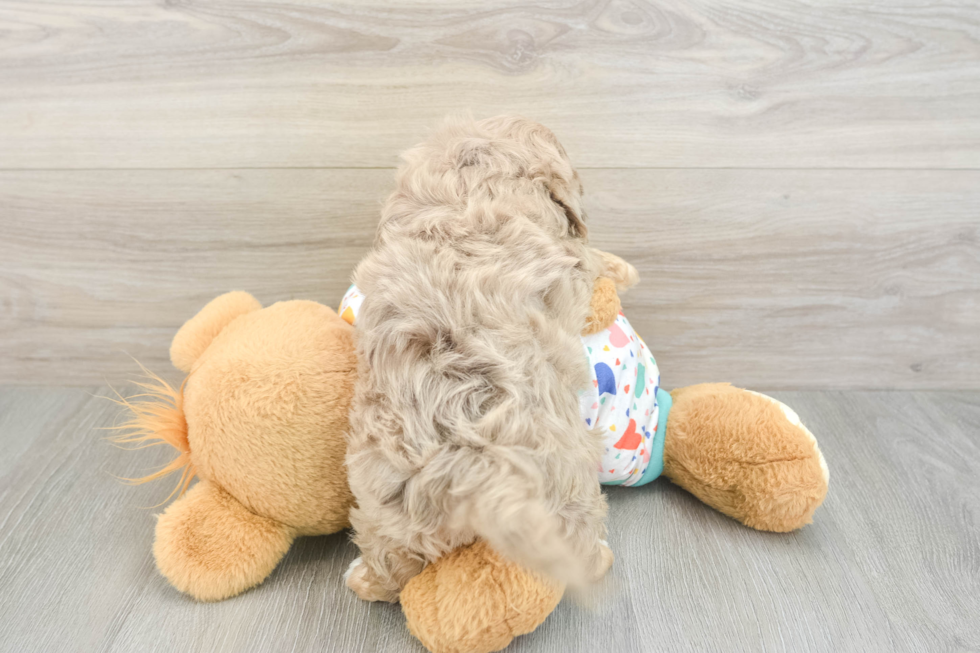 Havapoo Puppy for Adoption