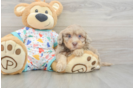 Best Havapoo Baby