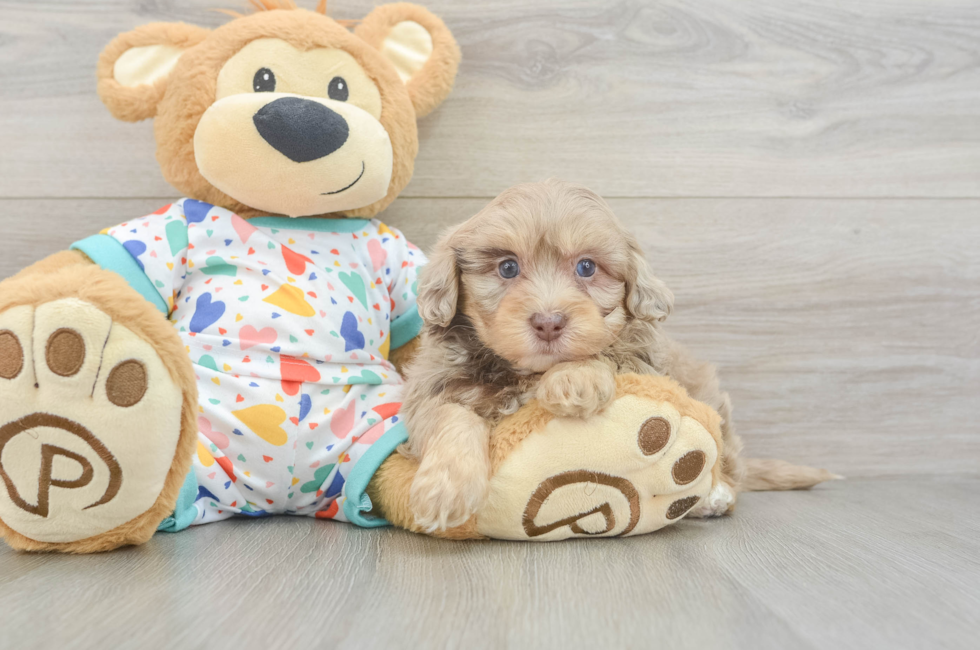 6 week old Havapoo Puppy For Sale - Florida Fur Babies