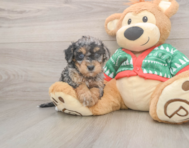 6 week old Havapoo Puppy For Sale - Florida Fur Babies