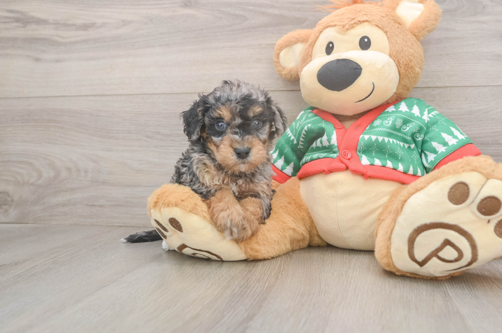 5 week old Havapoo Puppy For Sale - Florida Fur Babies