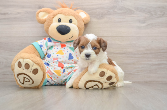 Popular Havapoo Poodle Mix Pup