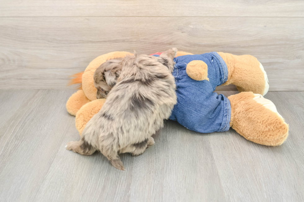 Havapoo Pup Being Cute