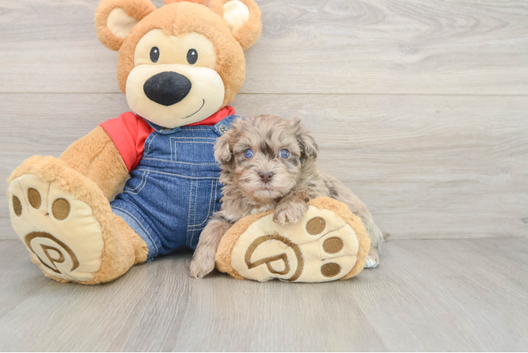 Cute Havapoo Baby
