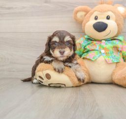 6 week old Havapoo Puppy For Sale - Florida Fur Babies