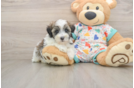 Havapoo Pup Being Cute