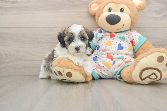 Havapoo Pup Being Cute