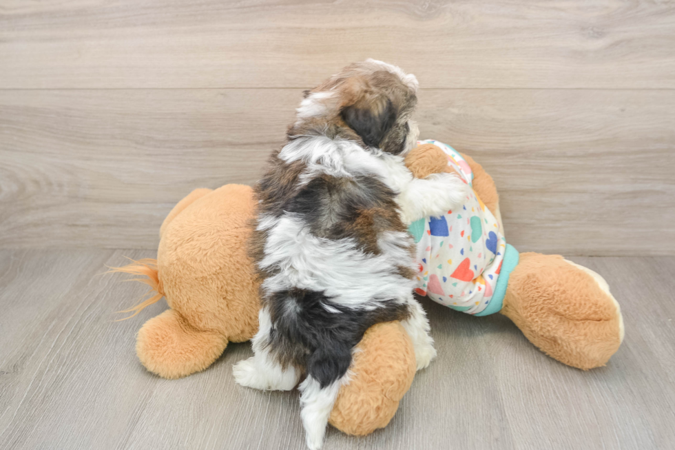 Havapoo Puppy for Adoption