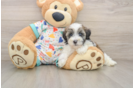 Best Havapoo Baby