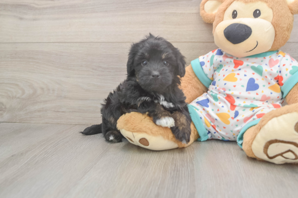 6 week old Havapoo Puppy For Sale - Florida Fur Babies