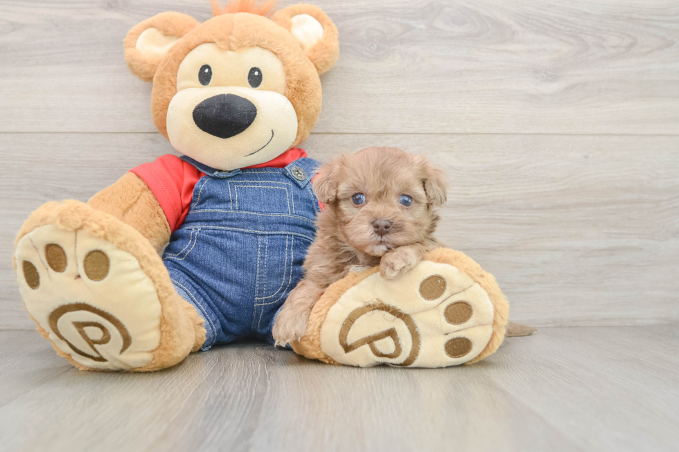Havapoo Pup Being Cute