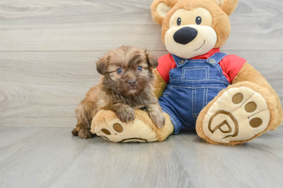 Petite Havapoo Poodle Mix Pup