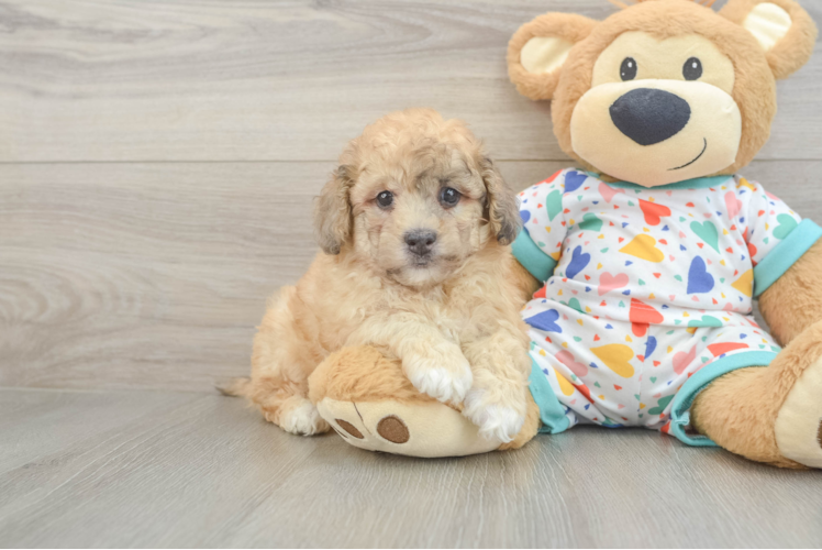 Little Havadoodle Poodle Mix Puppy