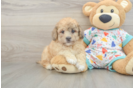 Little Havadoodle Poodle Mix Puppy