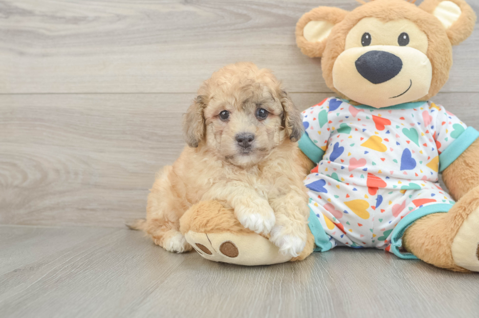6 week old Havapoo Puppy For Sale - Florida Fur Babies