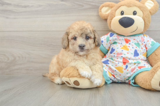 Little Havadoodle Poodle Mix Puppy