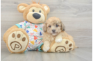 Best Havapoo Baby