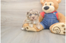 Havapoo Pup Being Cute