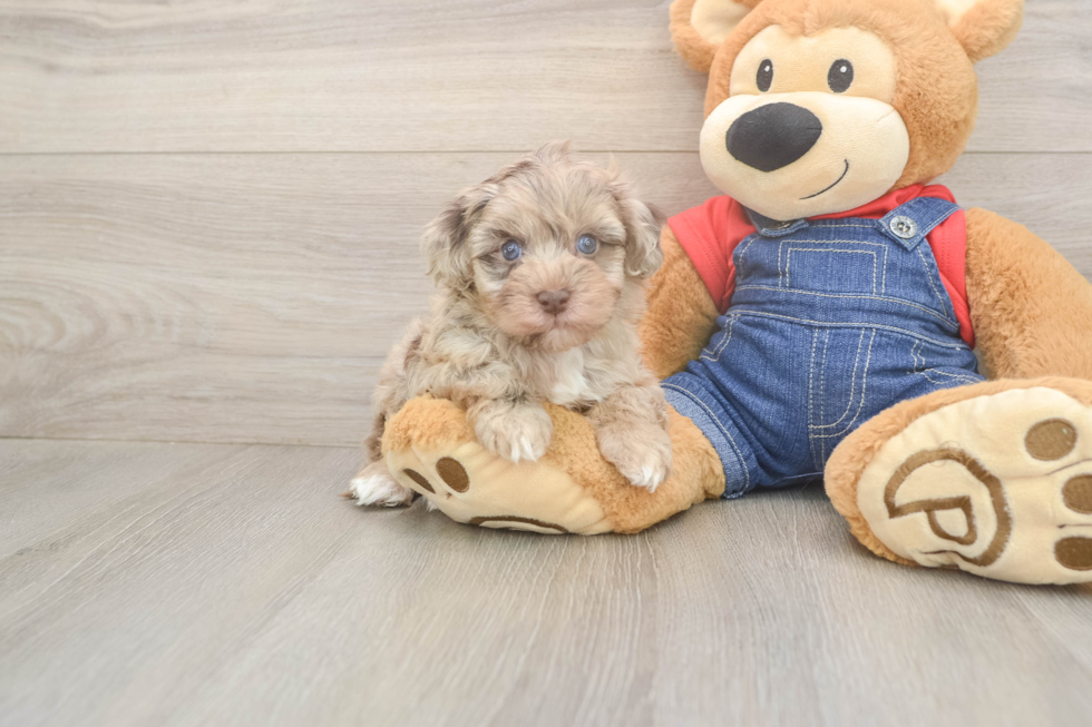 Havapoo Pup Being Cute