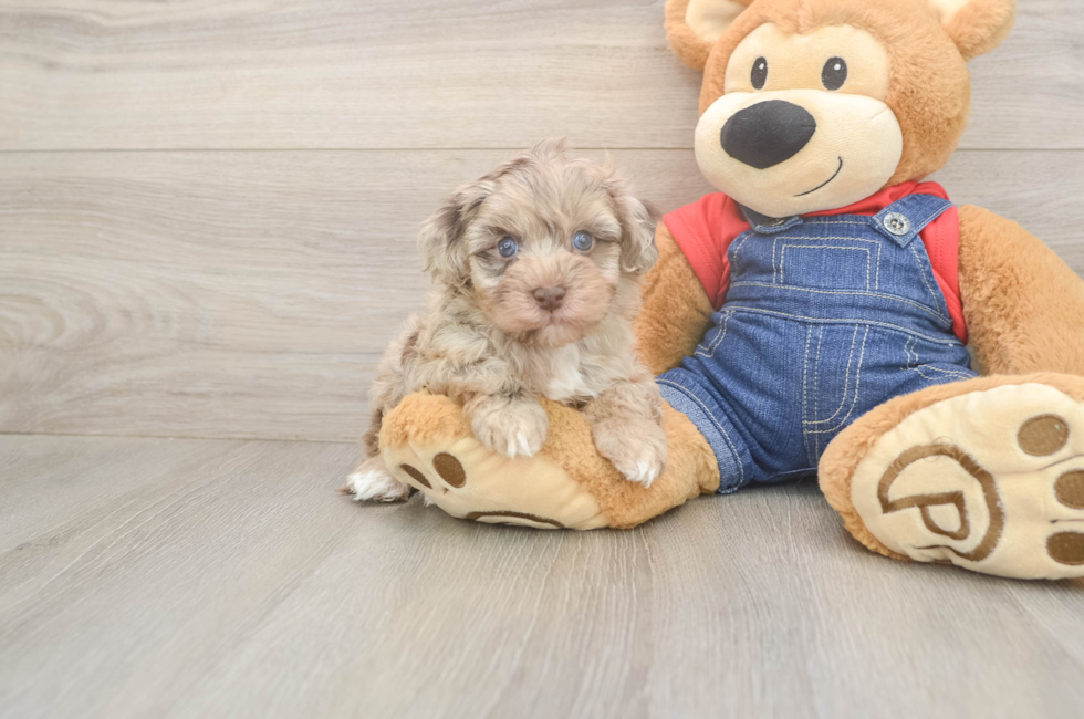 5 week old Havapoo Puppy For Sale - Florida Fur Babies