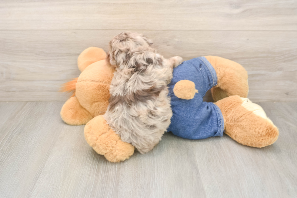 Energetic Havadoodle Poodle Mix Puppy